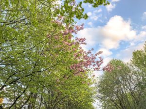 splittraren, självsabotör, se skogen för alla träd, blogg, hälsa, Malin Lundskog, Hälsa mera