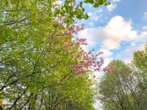 splittraren, självsabotör, se skogen för alla träd, blogg, hälsa, Malin Lundskog, Hälsa mera