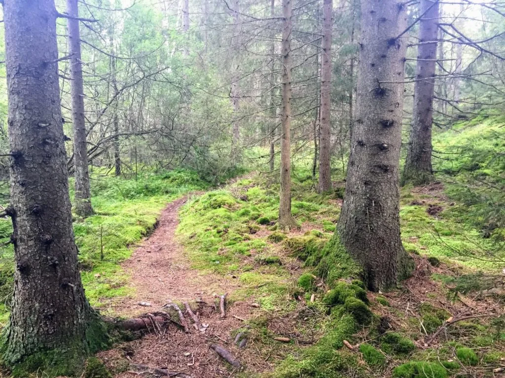 guide till skogsbad, björkar, utomhus, dagsljus