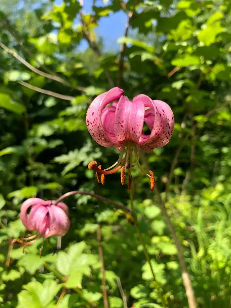 vandring, Kinnekulle, blommor, natur, hälsa, Malin Lundskog