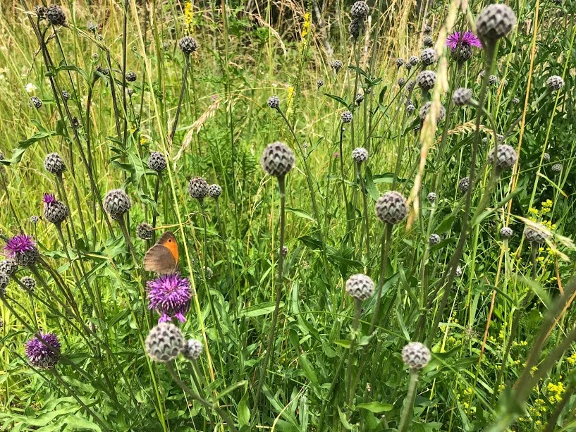 vandring i vacker natur gör underverk för hälsan, Kinnekulle, fjärilar