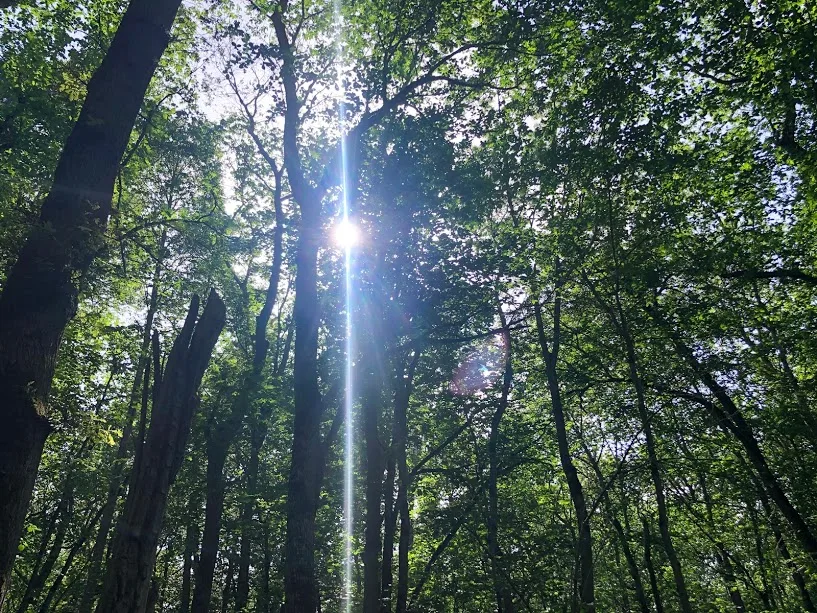 vandring i vacker natur, skogsbad, Kinnekulle, Malin Lundskog