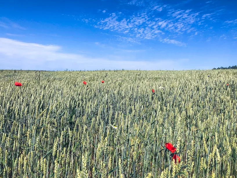 vandring i vacker natur gör underverk för hälsan, Malin Lundskog, Kinnekulle, vandring