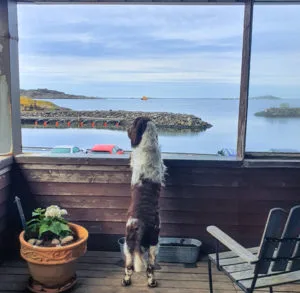 Brorsan, springer spaniel, utsikt, västkusten, Knippla