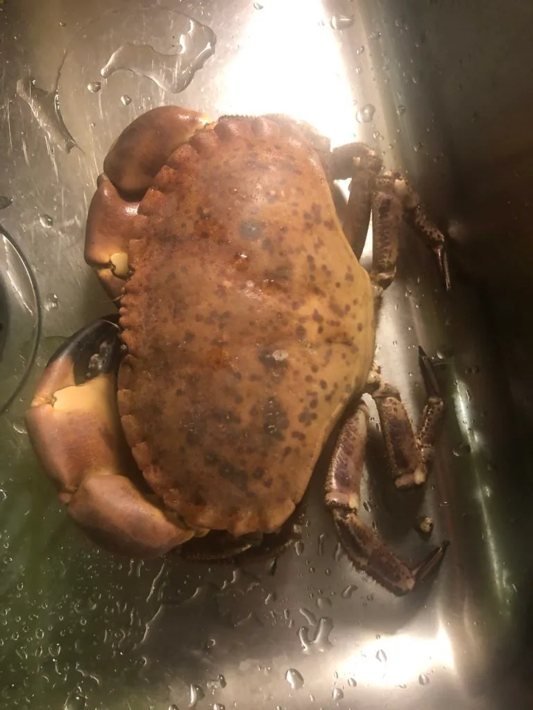 krabbfiske