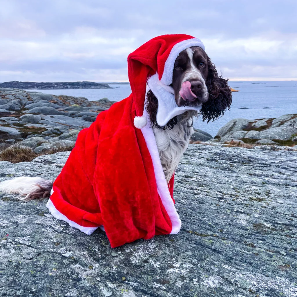 Såhär blir du bäst, springer spaniel, jul, mindset, motivation