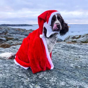 såhär blir du bäst, Brorsan, hälsa, springerspaniel