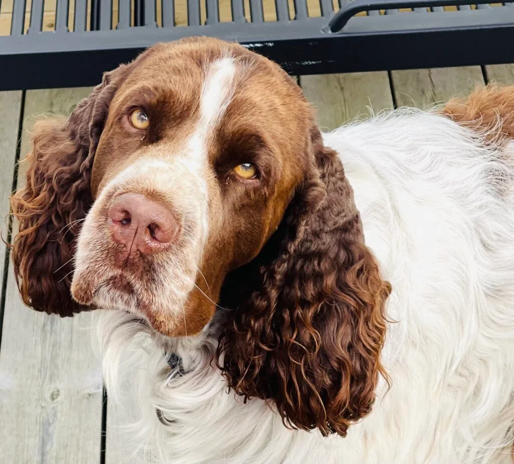 I vår podd om livet som författare, Brorsan, springer spaniel, Malin Lundskog