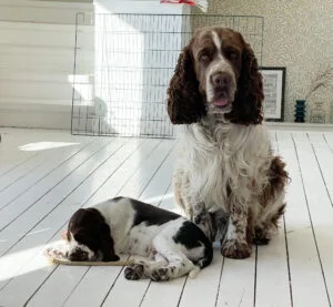 Brorsan och Jackson, springer spaniel, valp, hund, Malin Lundskog, Knippla