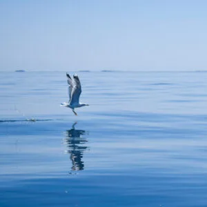 fiskmås, västkusten, Knippla, flyga, havet, Malin Lundskog