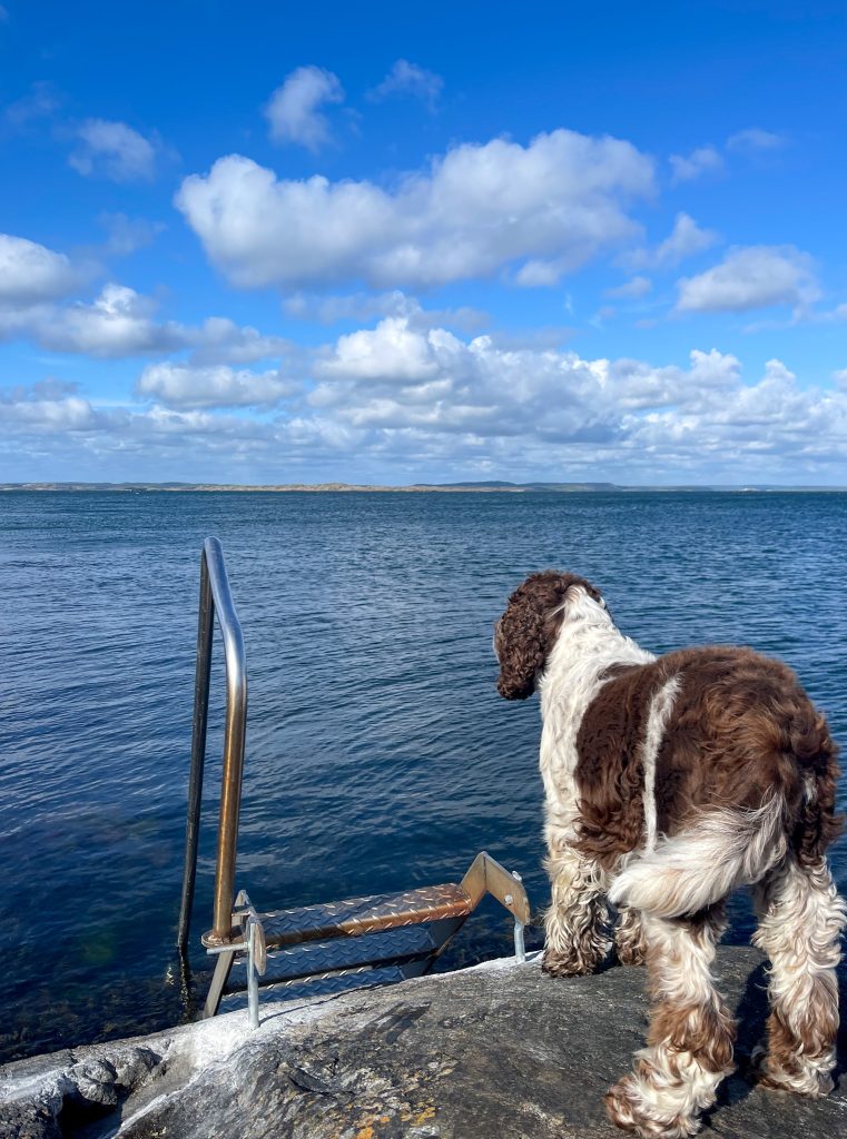 springerspaniel, badstege, kärringarna ville ha en badtrappa
