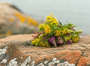 mina favoritblommor, vilda blommor på västkusten