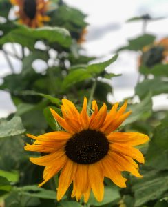 solrosor från blomsterfarmen i vallda, självplock