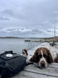 springer spaniels, badplatsen på Knippla