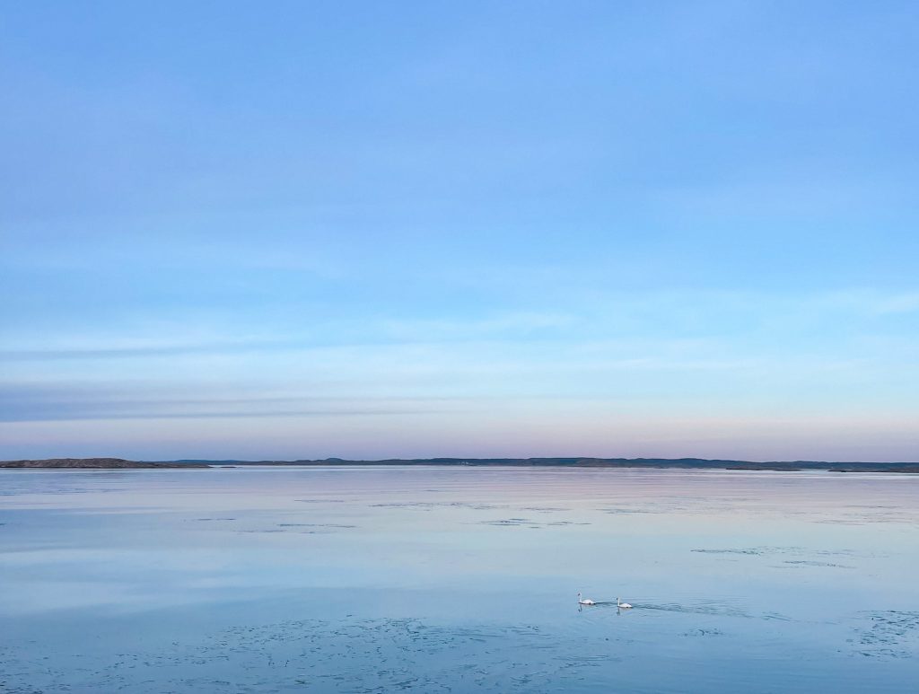 utsikt, eftermiddagspromenad på Knippla, svanar
