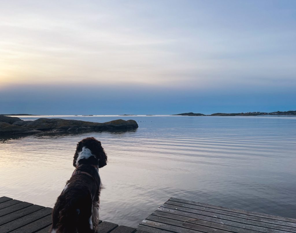 springer spanieln Jackson på Knippla 