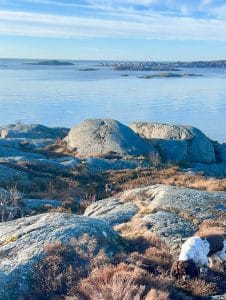 utsikt från Knippla, västkusten, springer spaniels