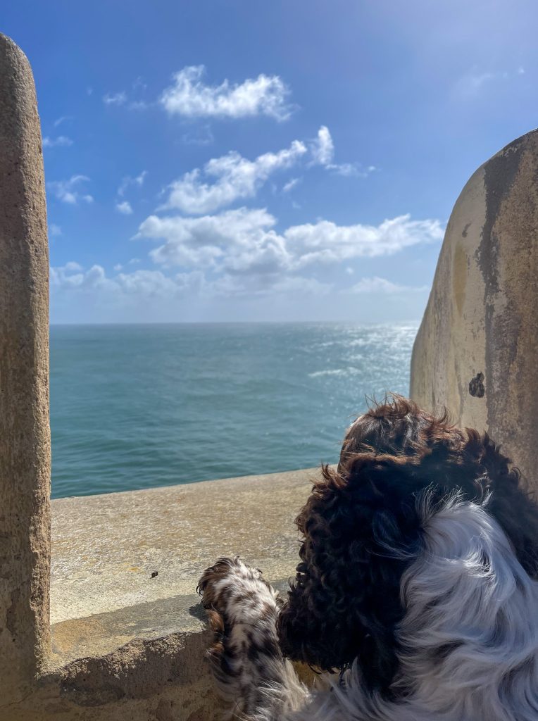 Brorsam springer spaniel, fortet i sagres