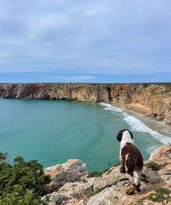 springer spaniel, surfare, sagres