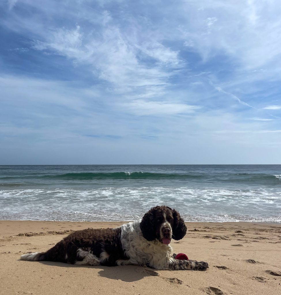 springer spaniels, utnyttja tiden, sagres, äventyr, strand