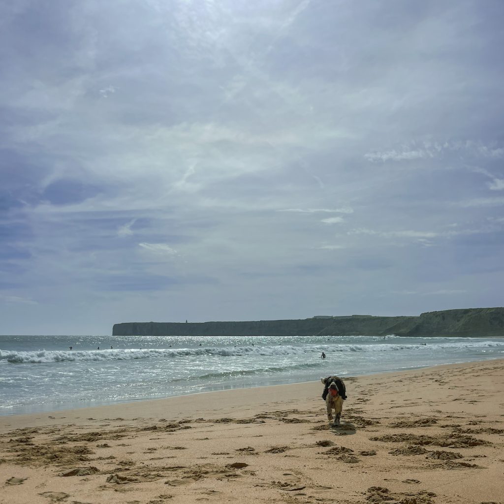utnyttja tiden, sagres, springer spaniels