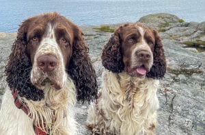 springer spaniels på klippa