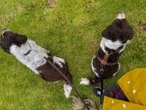 springer spaniels på gräsmatta i sagres