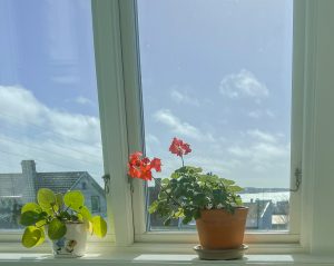 verandafösnter, knippla, pelargonia