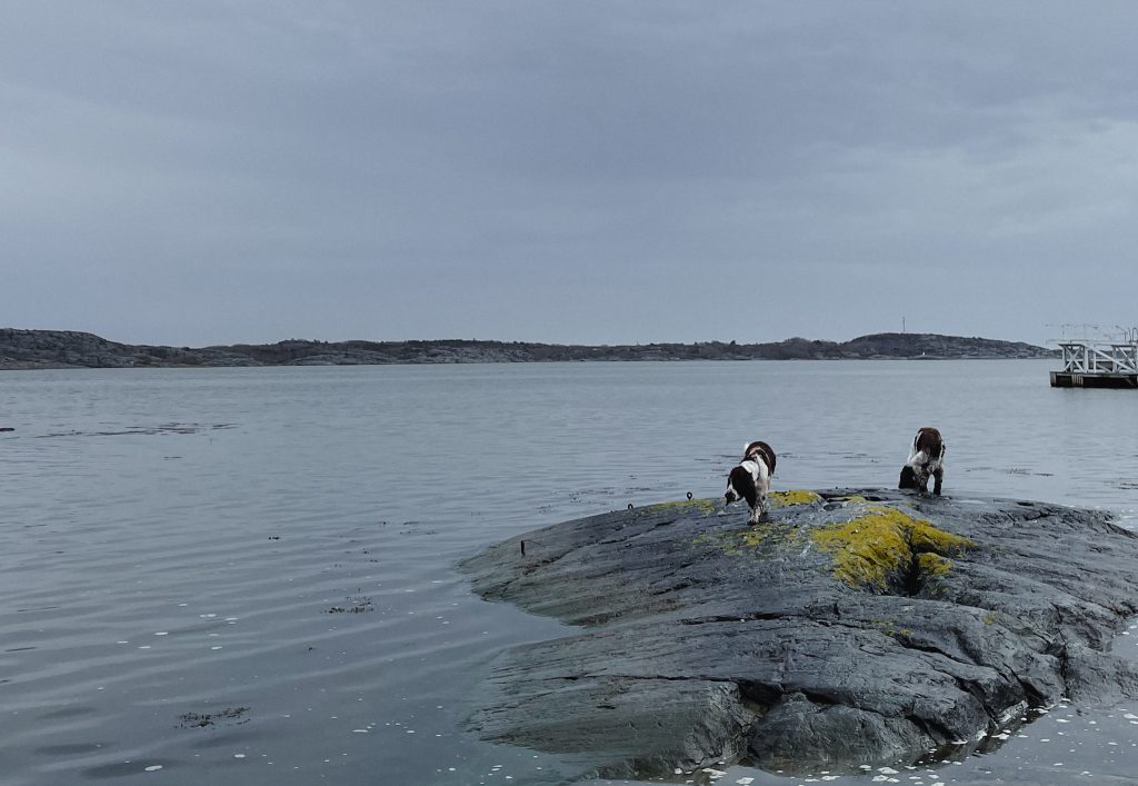 springer spaniels, knippla, hav, himmel