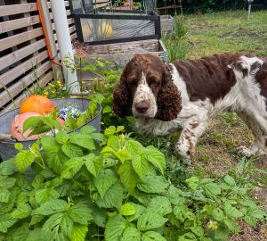 springer spaniel, hallonbuske