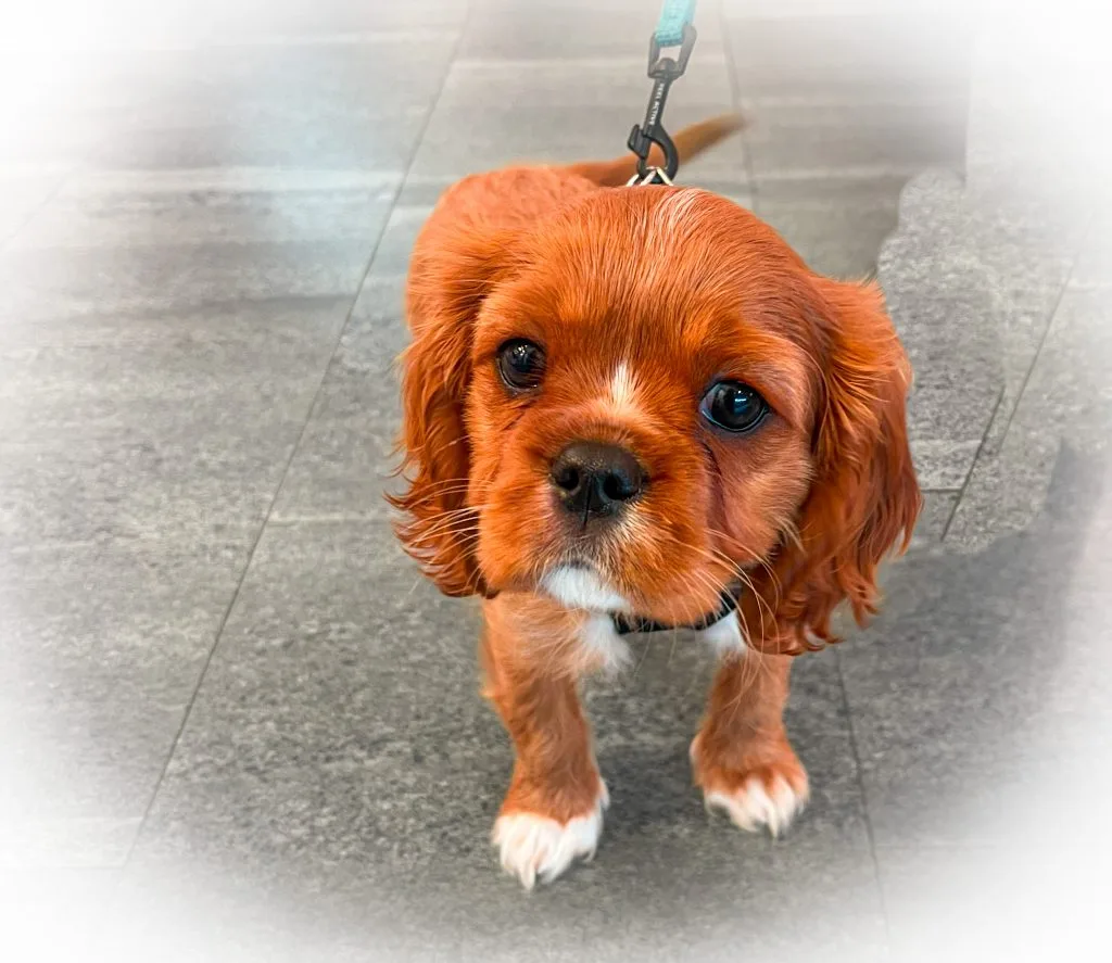cavalier king charles spaneil, valp, Ruben