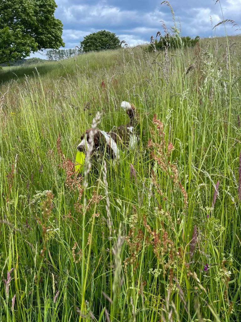 brösarps backar, springer spaniels