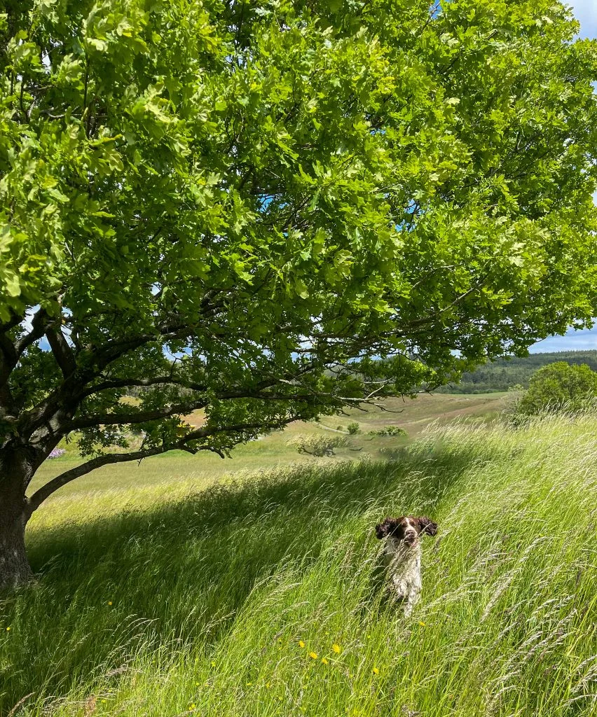 brösarps backar, ek, springer spaniel