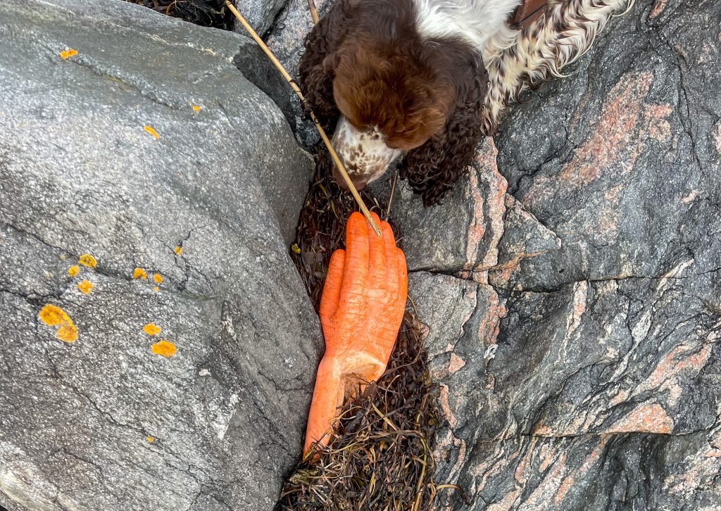 springer spaniel, gummihandske, skräp, knippla, västkusten