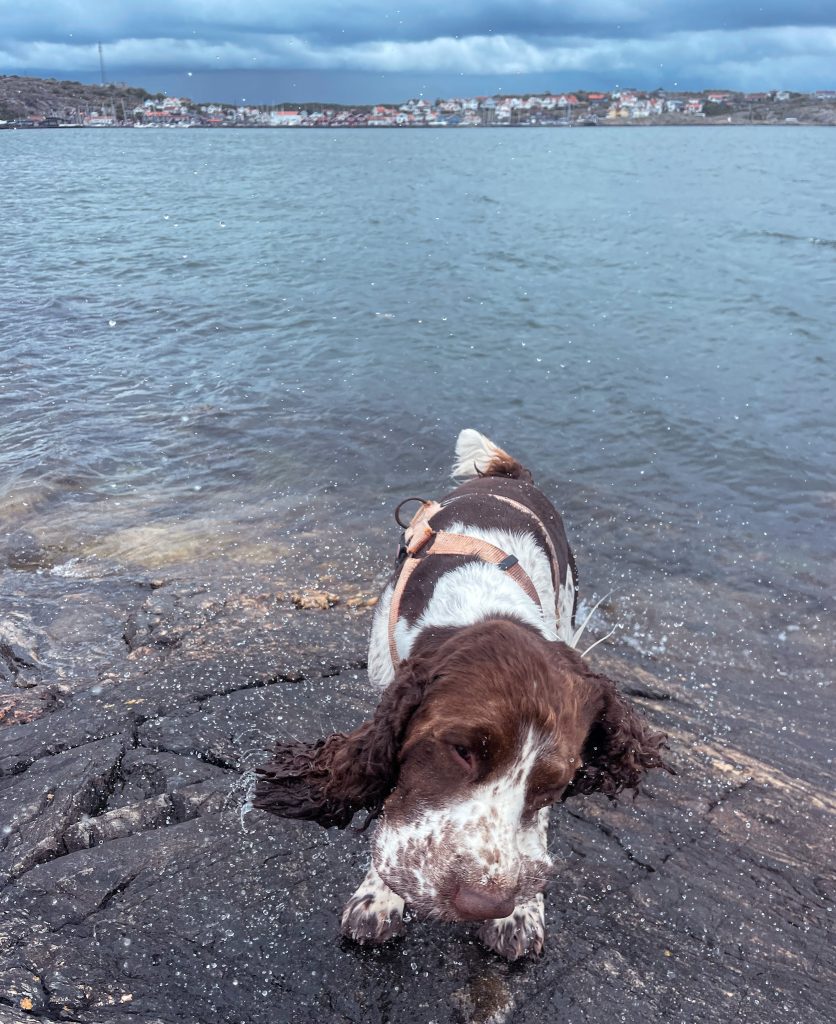 springer spaniel, bada, västkusten, vattendroppar, hämta bilen