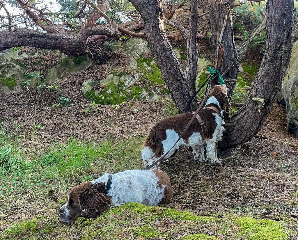 springer spaniels, knippla, tallar