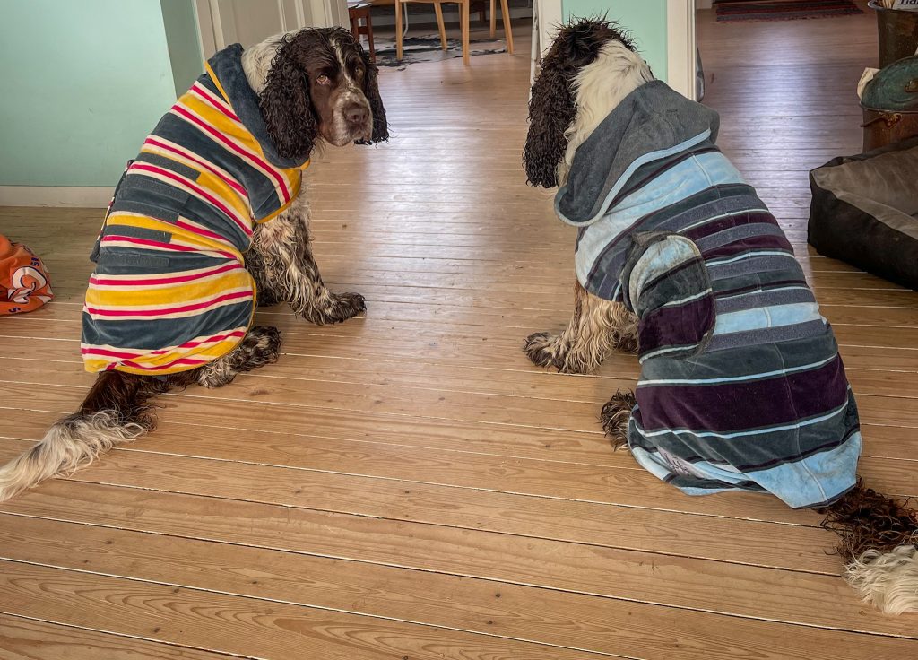 löptikar, hanhundar, springer spaniels, nyduschade, knippla
