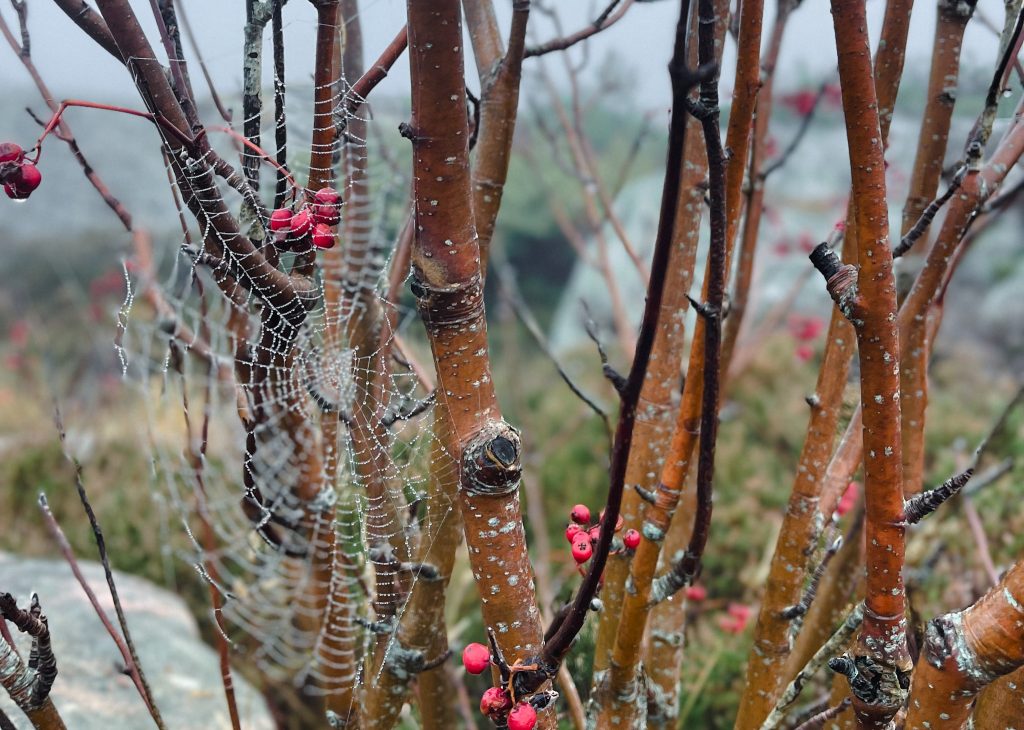 senvägar blir ofta genvägar