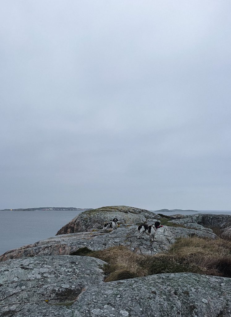 springer spaniels, knippla, västkusten, klippor