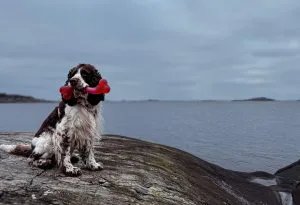 Jackson, springer spaniel på klippa