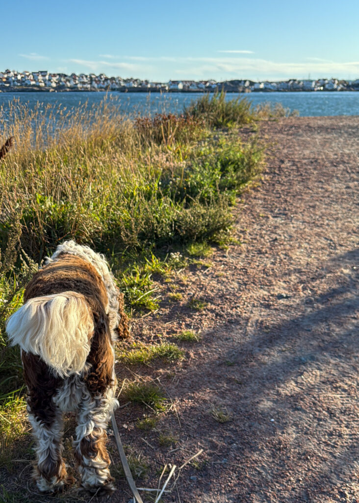 kreativiteten kommer när man mest anar det, springer spaniel, knippla, hälsö