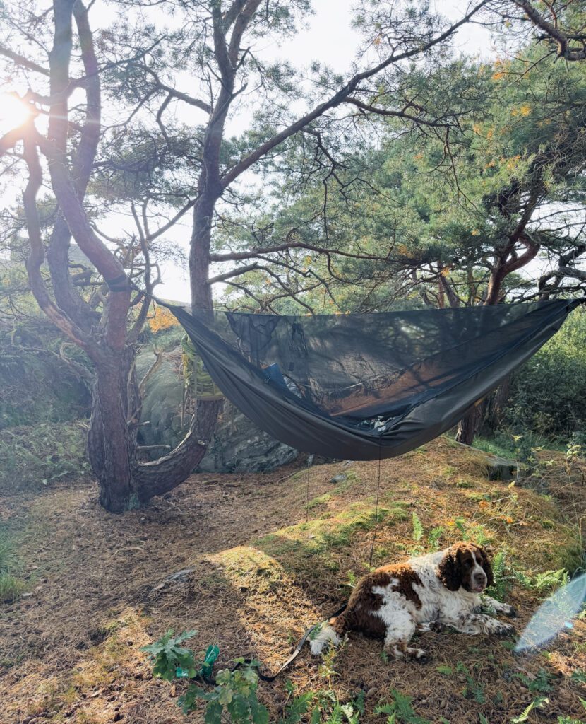 springerspaniel, knippla, hängmatta
