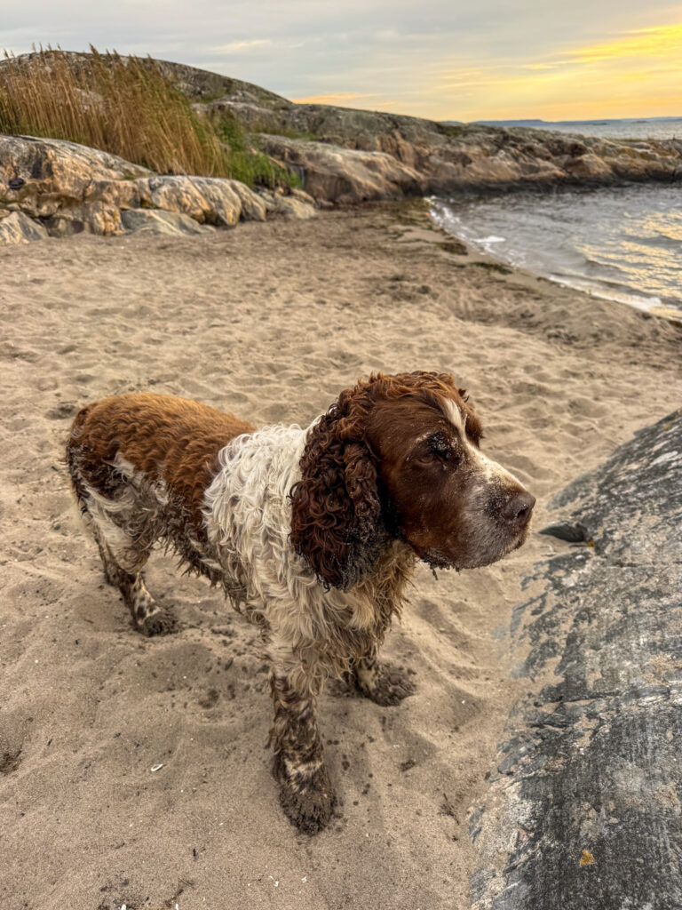 springer spaniel, knippla, bada
