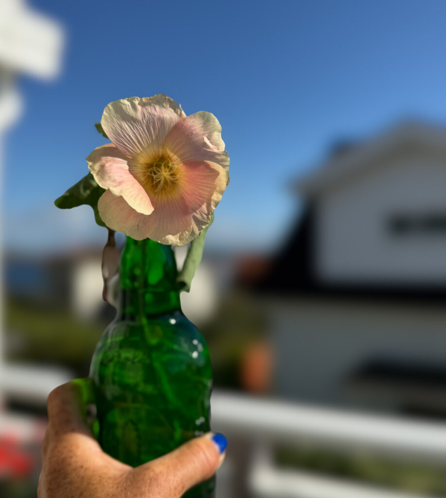en underbart tantig lördag, stockrosor, hand, bli himmel
