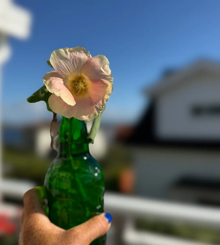en underbart tantig lördag, stockrosor, hand, bli himmel