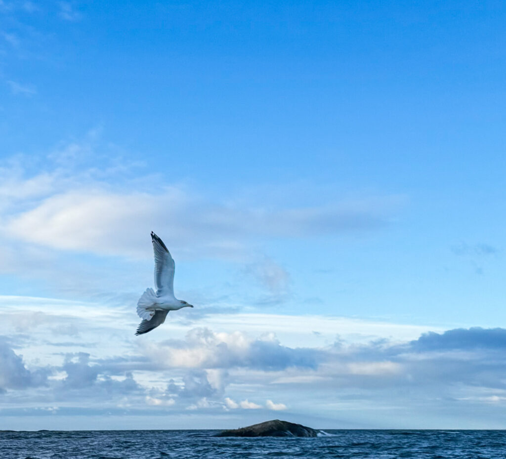 gale, mås, trut, himmel, hav