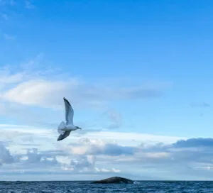 gale, trut, mås, hav, himmel