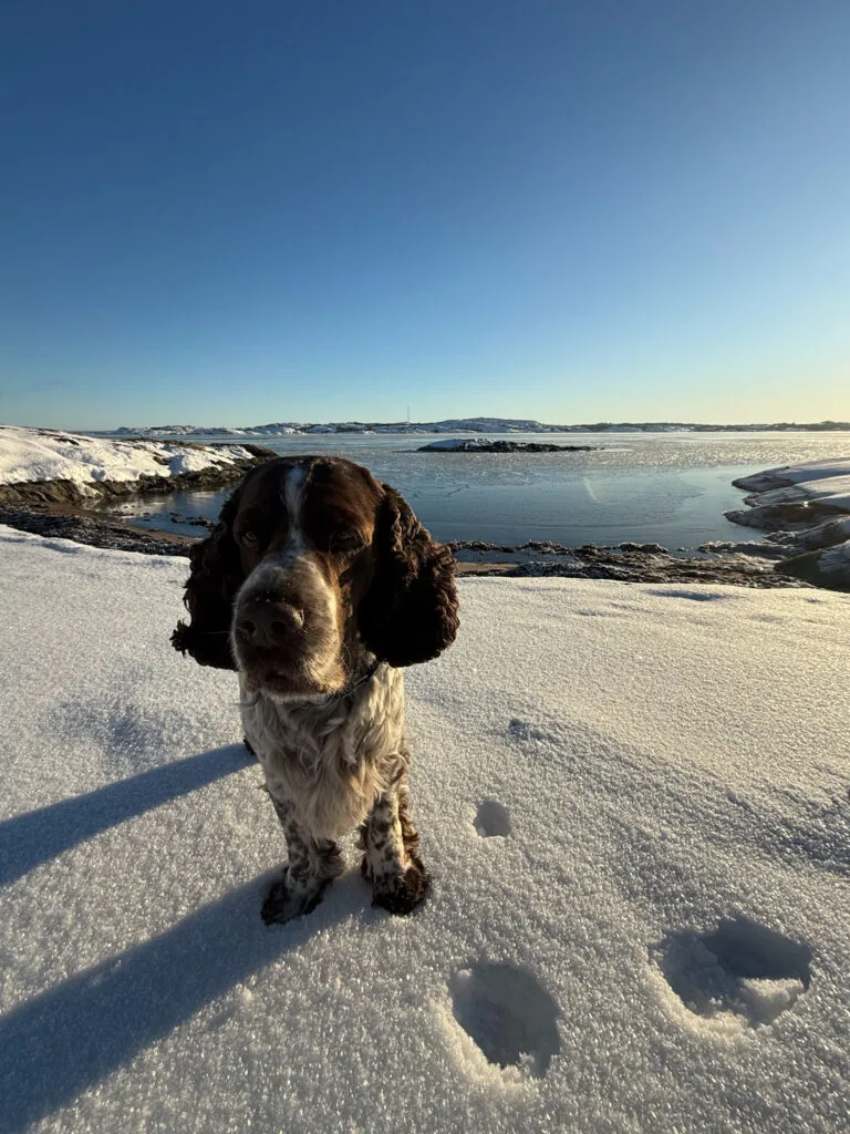 springer spaniel, snö, sol, västkusten