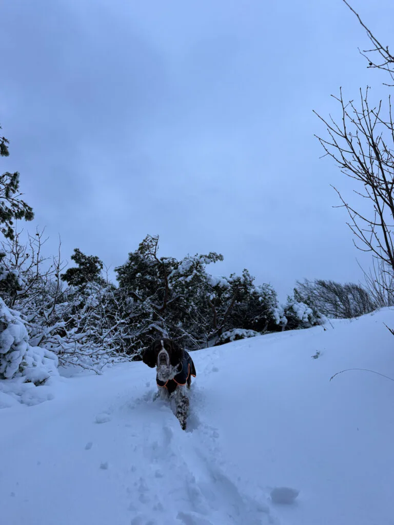 snö, springer spaniel, knippla