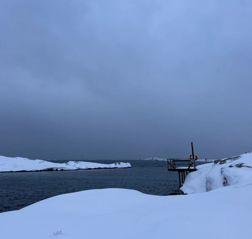 röddeviga, snö, knippla